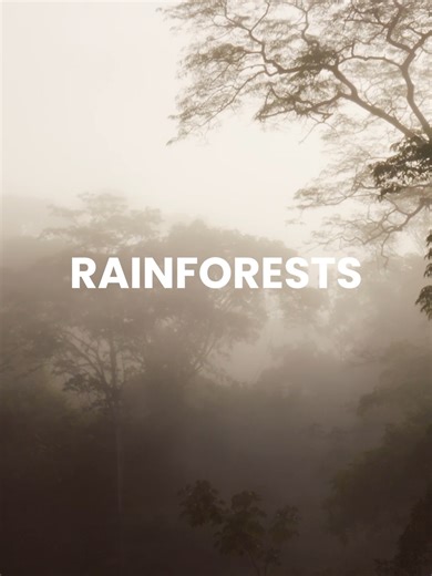 You don’t have to live near a rainforest to feel its impact—these forests show up for us every single day. 💚 Which gift from the rainforest are you most grateful for? ✨ #RainforestAlliance #Rainforests #Nature #Wildlife #Biodiversity