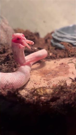 Jafar #SuperBowl #viral #trending #shorts #reels #reel #video #trendingshorts #nature #snake #food