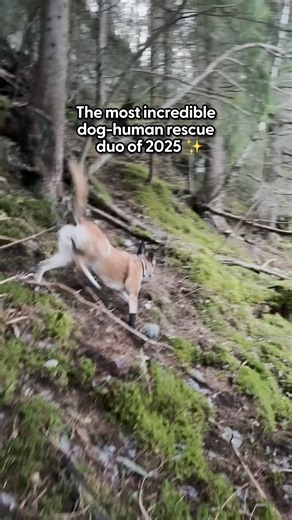 The look on their faces when they know they're finally safe 🙏😭 Dodo producer Jackie shares why this was their favorite series of rescue videos to work on in 2025! | The Dodo