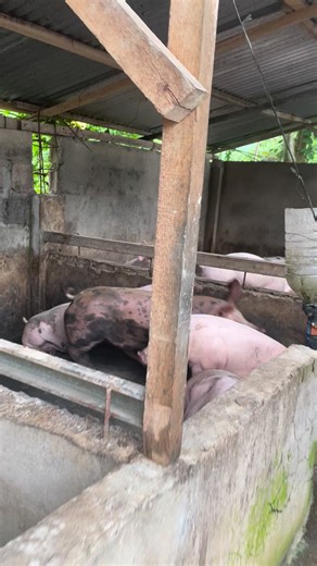 Good morning piggies 🐷🥰 #happyfarmingeveryone | Hog-raisers Life
