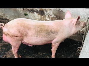 How To Properly Inject Pigs