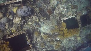 Exploring Underwater Shipwreck By Free Diving Stock Footage Video (100% Royalty-free) 1014776879 | Shutterstock