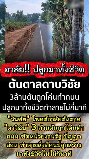 อาลัย ต้นตาล #โชคชะตา #คำคม #บทความดีๆ #แคปชั้น #พลังใจ #ฮีลใจ #คติสอนใจ #ดวงชะตา #ความเชื่อ