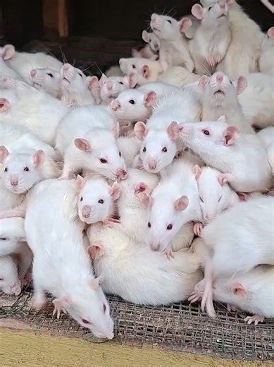 Finding Calm: My Journey with Albino Rats