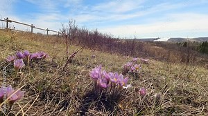 spring season flowers, first spring in a wild. sign of beginning of warm sunlight attaching to the ground and making moisture to the soil. producing plants in nature. cycle of light and environment Stock Video