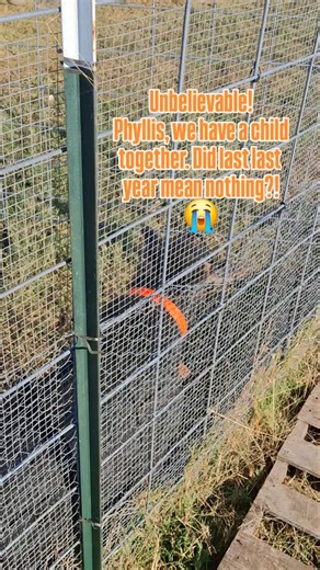 Cue dramatic soap opera music... Poor Capricorn is REALLY upset about Phyllis and Ozzy hooking up. He screamed his head off ALL day 🙉 even my neighbor across the street could hear him inside her house🤦‍♀️ But he will be spitting game to someone else next week... he's such a player. This gives a new meaning to "stuck in a rut". These are the perils of love in the goat world. 💔 #goats #kindergoats #goatsofinstagram #minifarm #fallbreeding #stuckinarut #rutseason2025 #rut | bekinderfarm