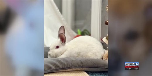 RVA Street Bunny Society shows off ruby-eyed white bunnies