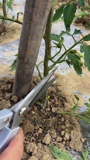 The lateral branches and buds of tomato roots should be promptly removed #Mingyue i#b056b