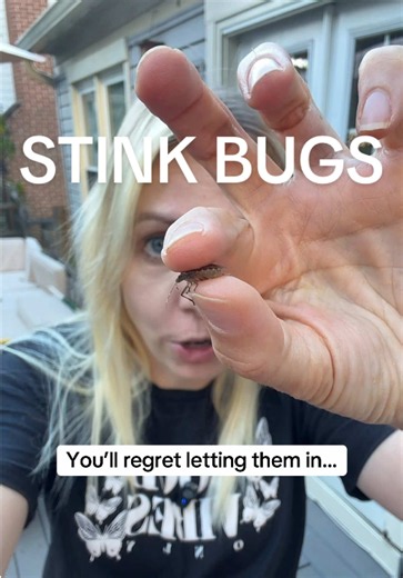 It’s officially stink bug season 🫣 In fall, stink bugs start looking for protected places to overwinter—including around our homes. This natural stink bug spray is an easy option for how to repel stink bugs and keep stink bugs away without reaching for harsh-smelling pest sprays. #stinkbug #stinkbugseason #stinkbugspray #bugrepellent #fallmusthaves