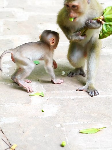 9.3K views · 73 reactions | Very funny Rainbow step back avoid little Lumi steal food just ridiculous action #beautiful #monkeydluffy #monkeycute #babymonkey #monkeyface #lovely #monkey #cute #animals #animalsbaby #poormonkey #monkeycry #funny #funnyvideo #cuteanimals | Monkey TV7 | Facebook