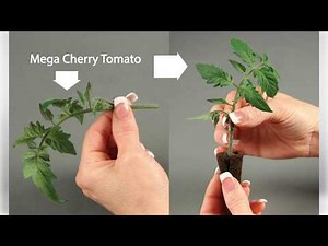 How to Start Cuttings - AeroGarden Indoor Gardening Month