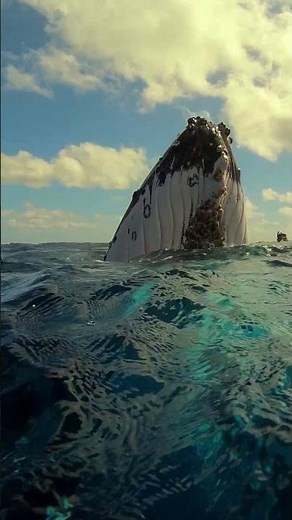 Humpback Whale Breaches and Dives off the Coast of Hawaii