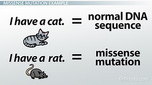 Missense Mutation | Definition, Variant & Examples - Video | Study.com