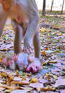 Million pity baby monkey! Mom trying reject milk her baby monkey by angry #babymonkey #monkey #cutebaby #cute #reelsvideoシ | Lovely Monkey Videos