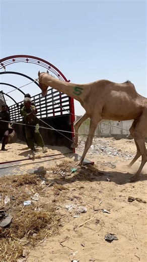 ‎دهش الجميع عندما قفز الجمل قفزة خطيرة 😱🐪