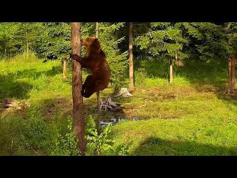 Brown Bear Climbing on Tree like an Alpinist