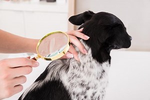 My Dog Has Dandruff and Bald Spots - Causes and Treatment