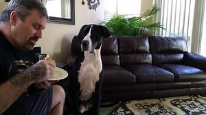 2K views · 724 reactions | Great Dane gets really upset because his owner doesn't want to share sandwich | Funny Dog Videos | Facebook