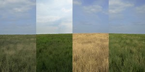 Advanced Grass Material for UE4