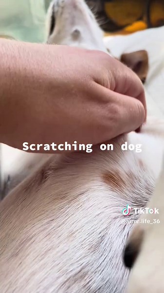 asmr.life_36 på TikTok