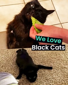 405K views · 7.6K reactions | Black Cats Aren't Bad Luck ‍⬛ | Animal Antics | Facebook