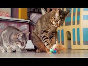 SmartyKat® Hum Singer™ electronic cat toy