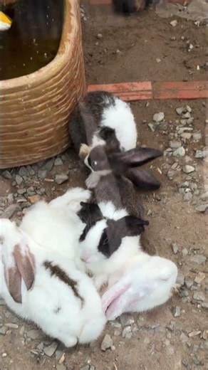 Cute Rabbit and Mouse Moments #Shorts #Rabbit #Mouse #CuteAnimals #PetAnimals #AnimalShorts