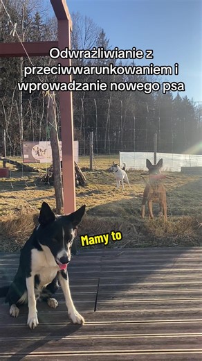 Odwrażliwianie z przeciwwarunkowaniem: nowy pies