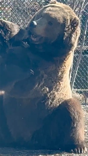 14K views · 189 reactions |  The Toledo Zoo is turning 125!  Celebrate over a century of wildlife, wonder, and world-class conservation. From majestic animals to stunning exhibits and tasty bites, there’s never been a better time to visit! 女. Visit https://toledozoo.org/events/summer to stay up to date on all their upcoming events! #ToledoZoo125 #WildSince1900 #ZooLife #FamilyFun #ToledoEvents #AnimalAdventures #CelebrateWild #ZooAnniversary | Guy in the 419 | Facebook