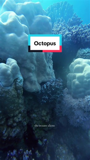 Could sit and watch octopus all day as they blend into the reef 🪸 #travel #diving #dji #scuba #octopus