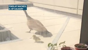 99K views · 1.1K reactions | Watch baby geese take leap off building...