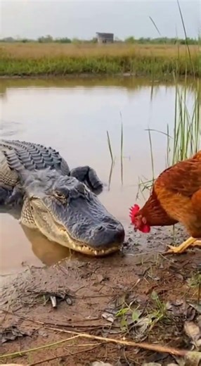 Alligator snapping at chicken