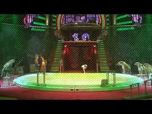 Shirokaloff-Wild Cats show-Tigers-Panthers-Leopards-Nikulin Circus-Широкалов-Тигры-Пантеры-Леопарды-
