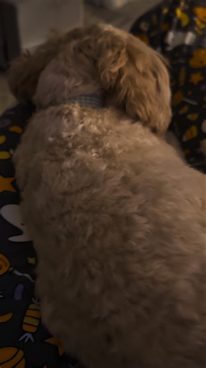 Our Pups Have the Cutest Way of Saying "It's Bedtime!"