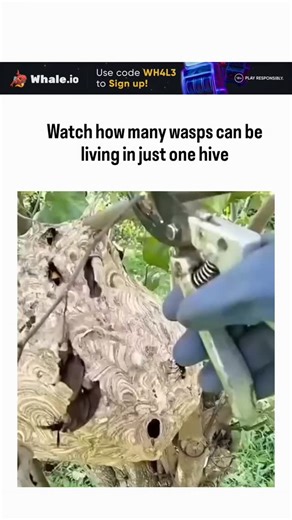mrsx.rface on Instagram: "The video depicts a person in protective gloves using pruners to slice open a large paper wasp nest on a tree branch, unleashing a swarm of thousands of wasps from its intricate, honeycomb-like interior. Typical wasp colonies vary by species: paper wasps host 12-100 individuals, while yellow jackets and hornets can reach 1,500-6,000 by late summer, as documented in entomological surveys from sources like Quora and pest control studies. This footage underscores wasps' eu