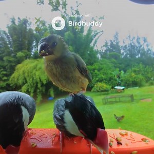 4.2K views · 62 reactions |  Nature has a way of treating us to special moments. Watch these Java Sparrows enjoy a meal at the Bird Buddy - an everyday reminder of the beauty around us. | Birdbuddy | Facebook