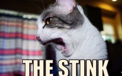 【Talking Kitty Cat会说话的猫/黑猫Sylvester】The Stink