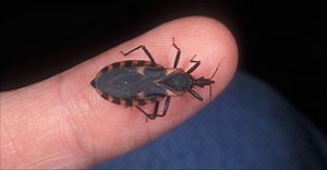 Tiny bug is killing 100s of dogs and children. If they are bit, take them to the hospital ASAP