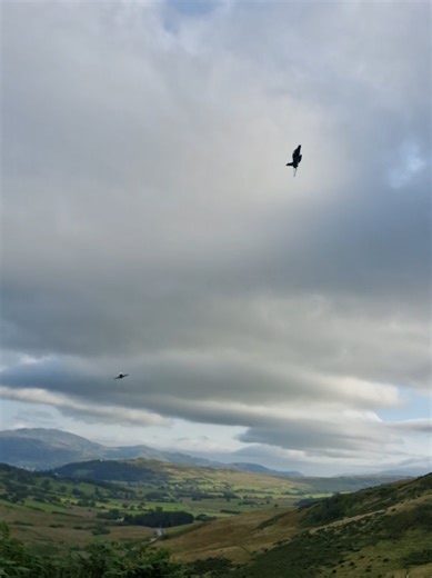 3 hawks at mach loop last summer, can't wait to venture higher up this year! #machloop #hawkt1