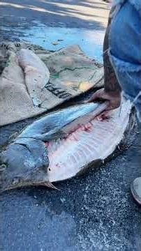 How to clean California halibut #bayfishing #fishing #fish #halibut #outdoors