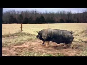 HUGE BERKSHIRE BOAR “BIG BOY” One of the largest boars in the world!!