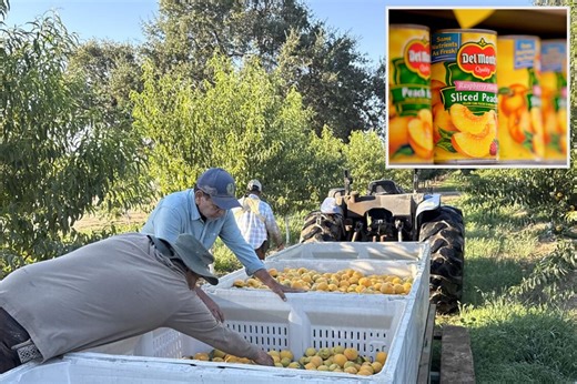 Del Monte bankruptcy leaves California growers in $550M hole