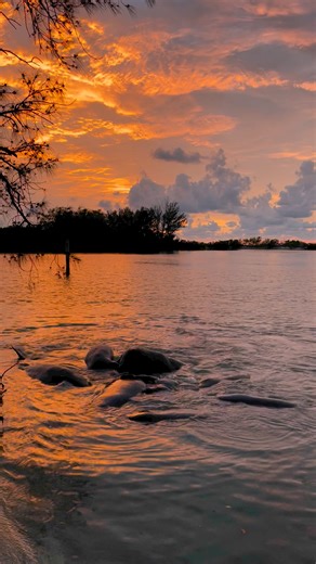 Manatees mating off of Longboat Key this evening. This video of mating herd of manatees is from Rusty Chinnis. | Bob Harrigan - ABC 7