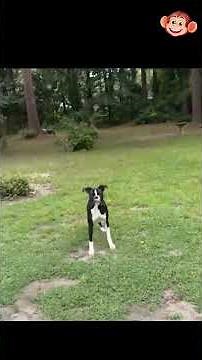 **Epic Dog & Cat Fails You Can’t Stop Laughing At** 😂🐶🐱 **.......[159]