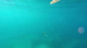 2.5K shares · 8.2K comments | Does anyone have a better way to clean squid? | Hook, Line and Sinker - Australian fishing show | Facebook