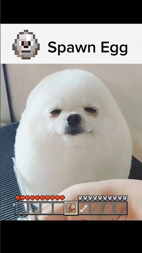 Minecraft in Real Life Moments🐶🪏