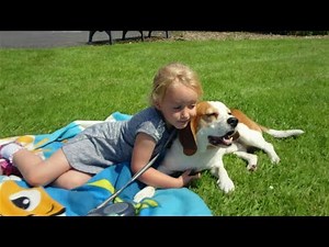 This is Why Beagles Are the Perfect Family Dogs (Heartwarming Compilation)