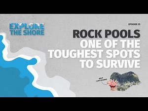 Rock Pools - survival of the fittest!