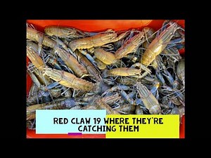 RED CLAW 19 WHERE THEY'RE CATCHING RED CLAW IN QUEENSLAND YABBIES FISHING AUSTRALIA CRAYFISH YABBY