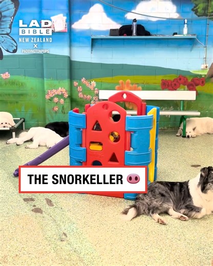 137K views · 1.9K reactions | Some interesting choices 藍 | LADbible New Zealand | Facebook